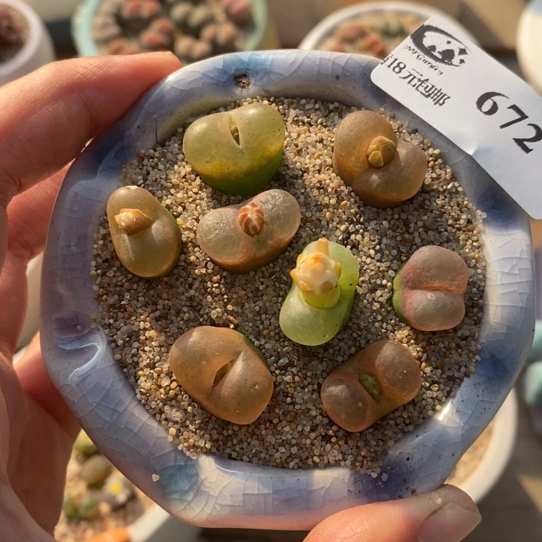 生石花花花花花花672