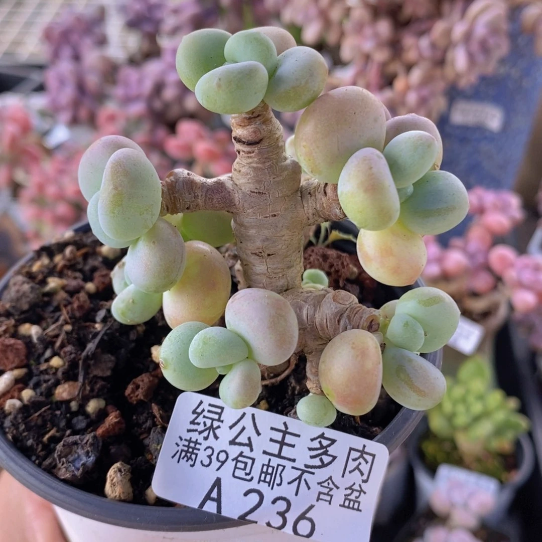 香水洛神老桩7cm236多肉植物
