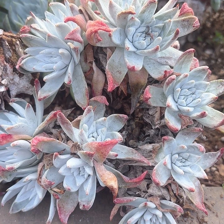 仙女杯多肉植物提取