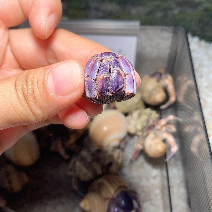 1.9小胖紫奔跑的寄居蟹36