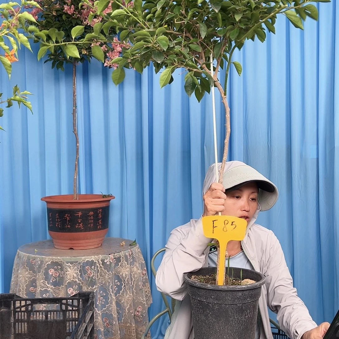淡***漠大部分开放少量花苞F85卡亚塔