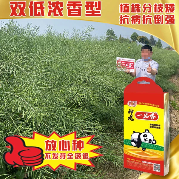 正品天府油668（神龙一品香）种子矮杆浓香型油菜高产抗病高含油