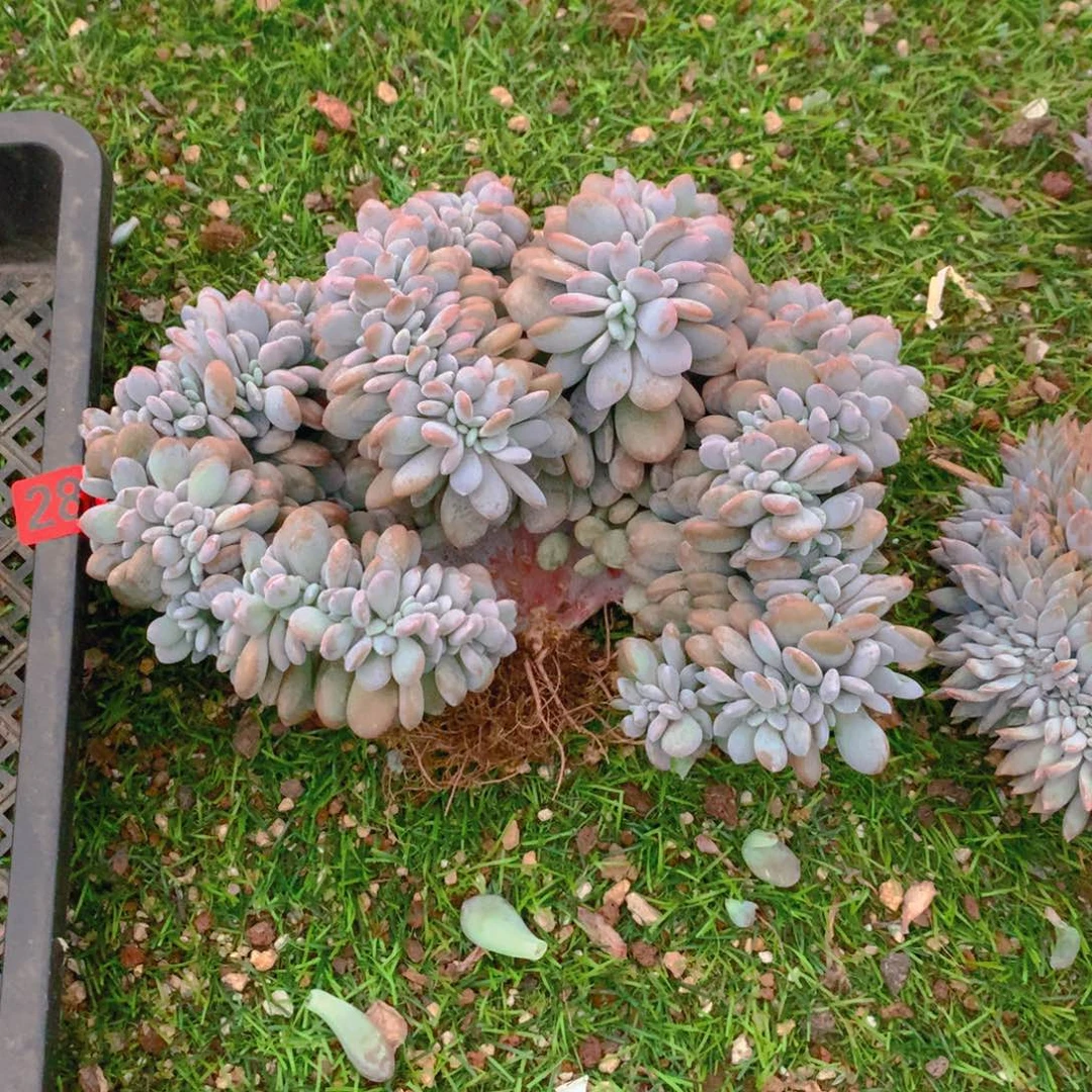 262粉兔1111111111