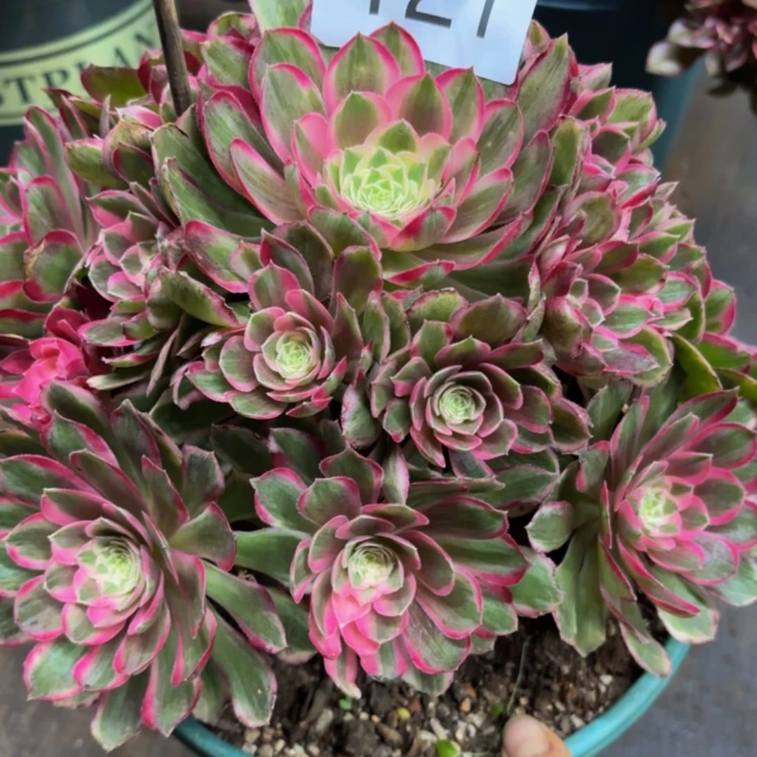 哈哈多肉葡萄福利121