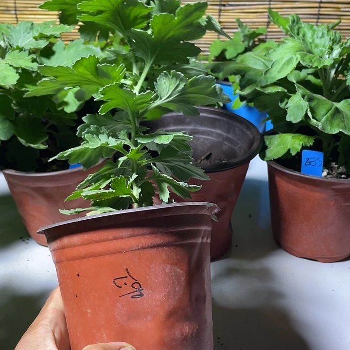 当前无花栽培后可以开花