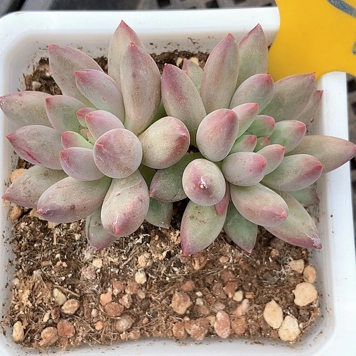 多肉植物虞美人821
