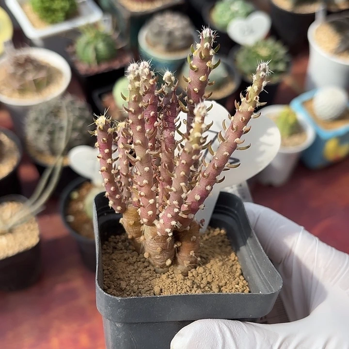 花****。75号登龙团扇仙人球