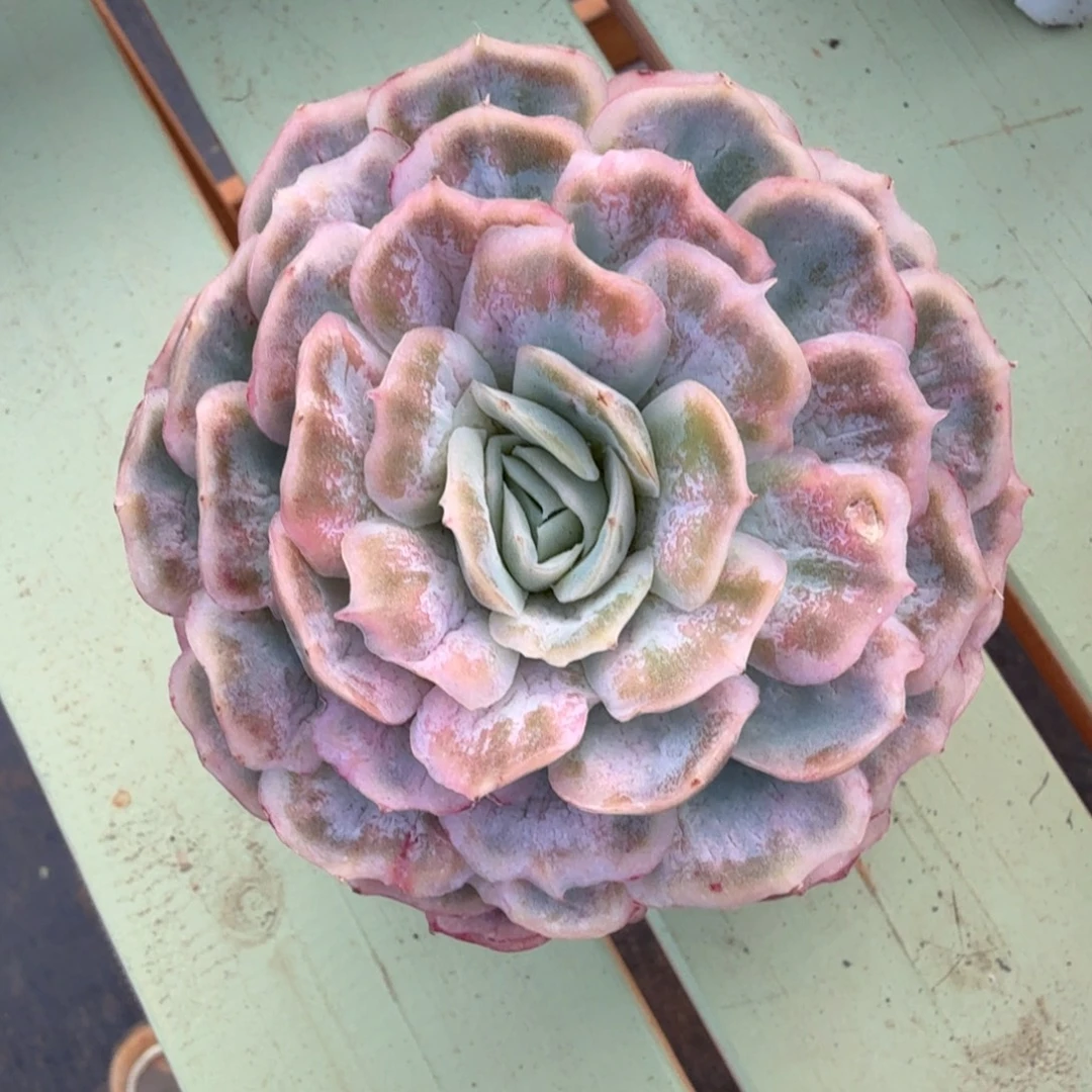 石化泡泡纱群锦上园艺一物一拍