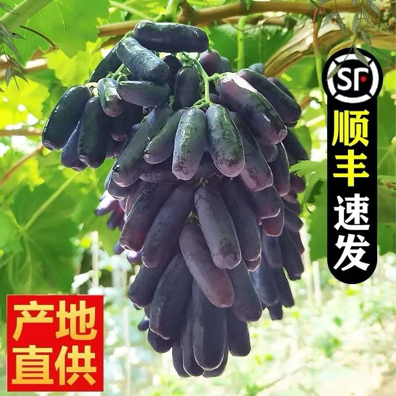 【顺丰发】新鲜现摘蓝宝石葡萄自然成熟天然无核黑提金手指应季水果