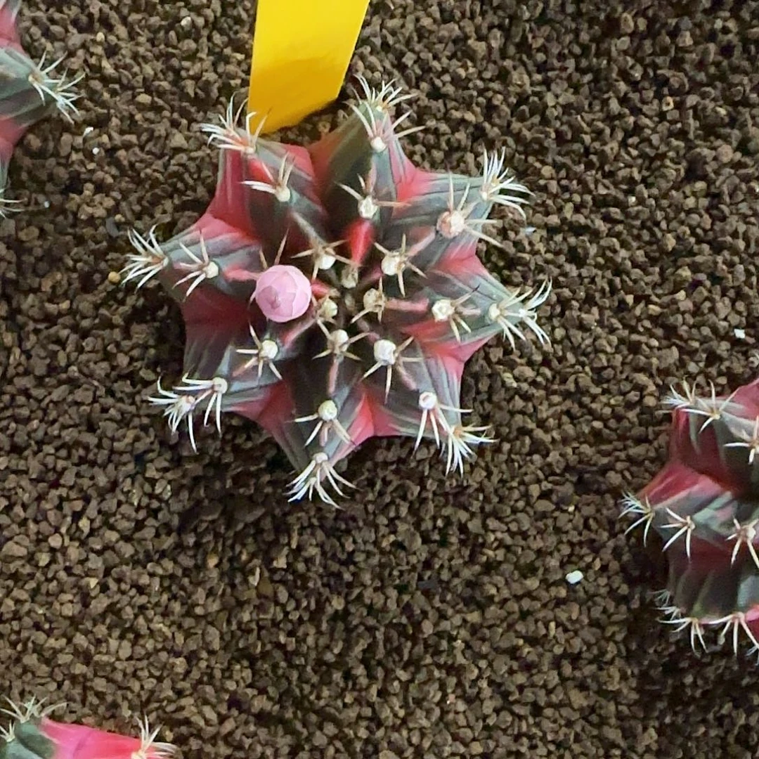 L734-0104泰国发货 小红帽