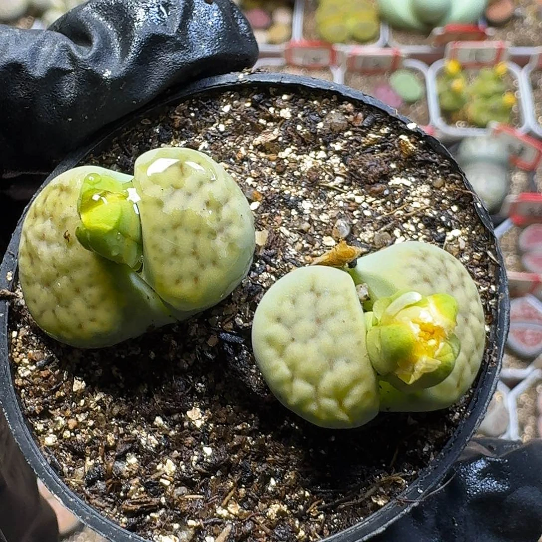 生石花2/：//。   60
