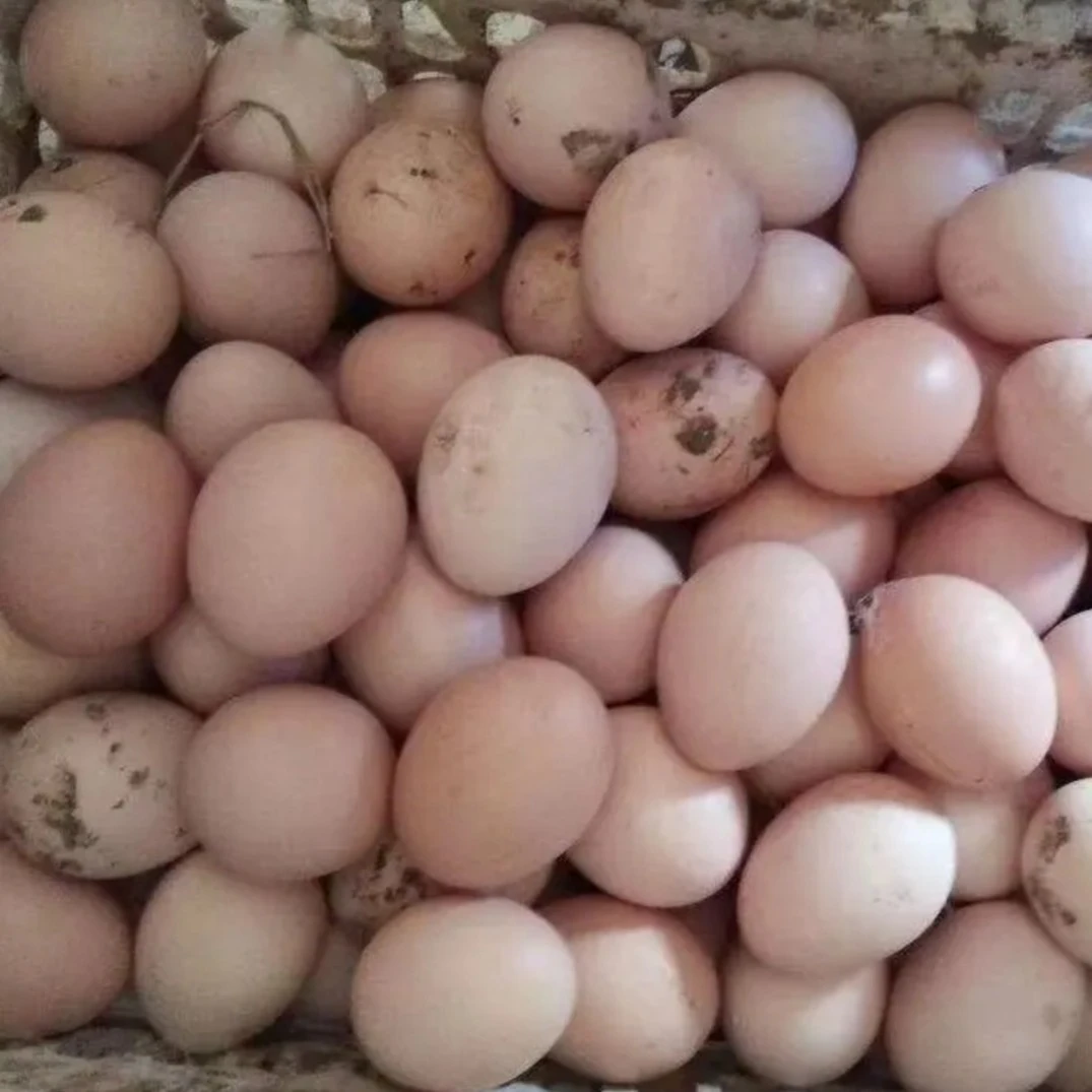 农家散养土鸡蛋(注:收到货第一时间放冰箱冷藏)