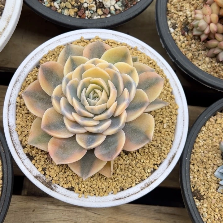 汉堡锦 带侧芽 夏鸣园艺