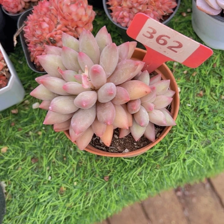 ?**想健健康康平平安安