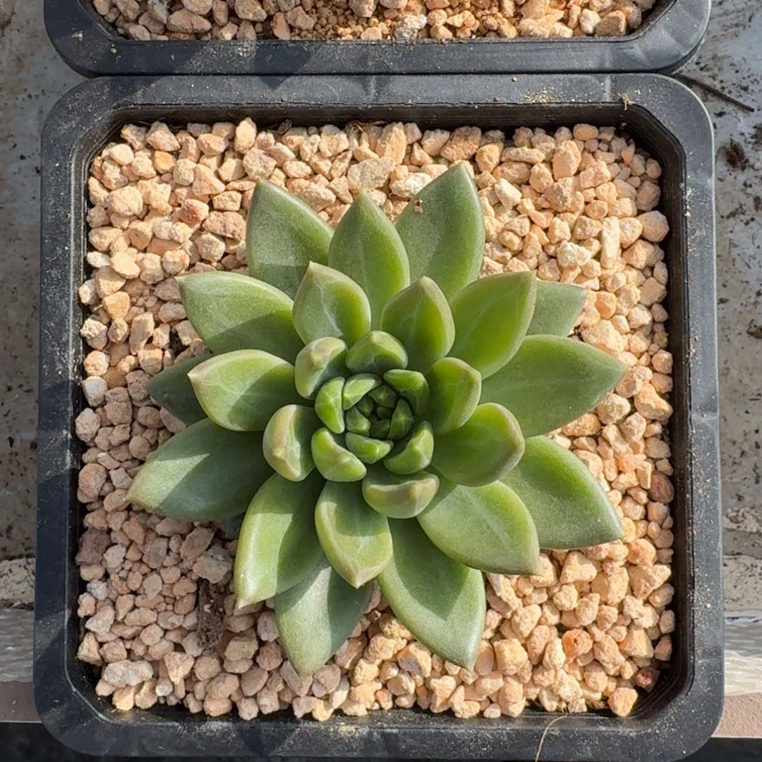 牵手 单头 一物一拍