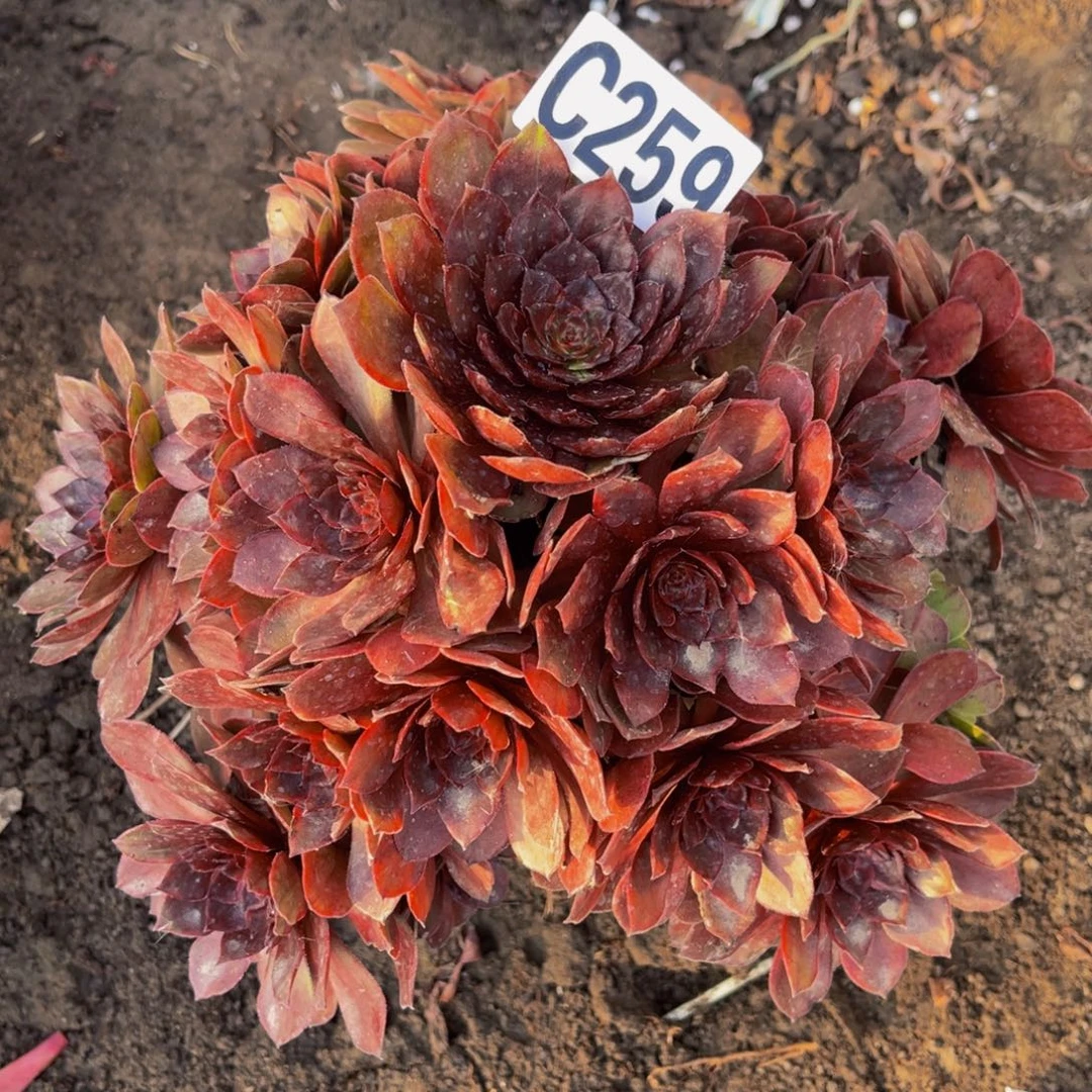 千面男爵16///1包邮