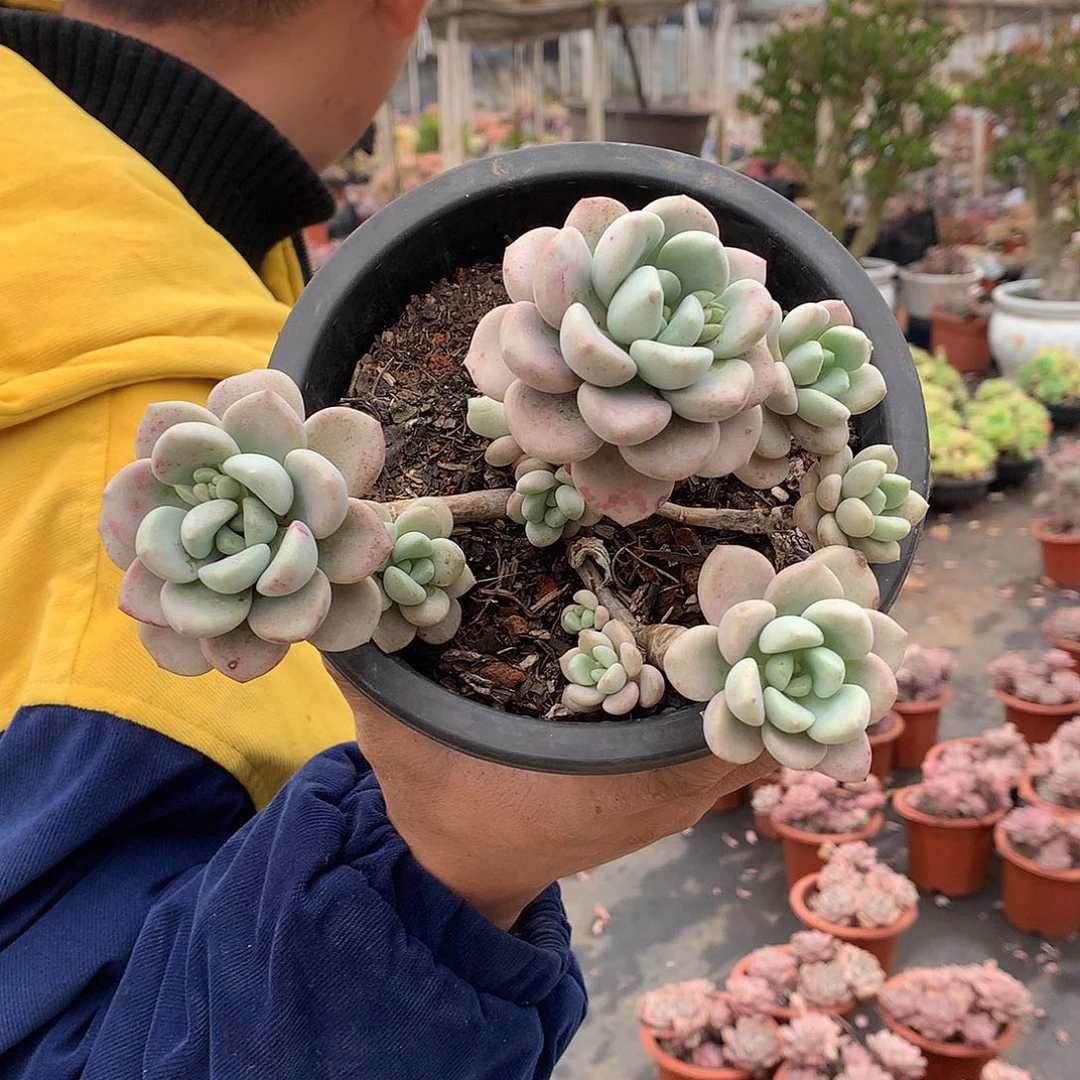 胖哥多肉推荐花瓣露9.9