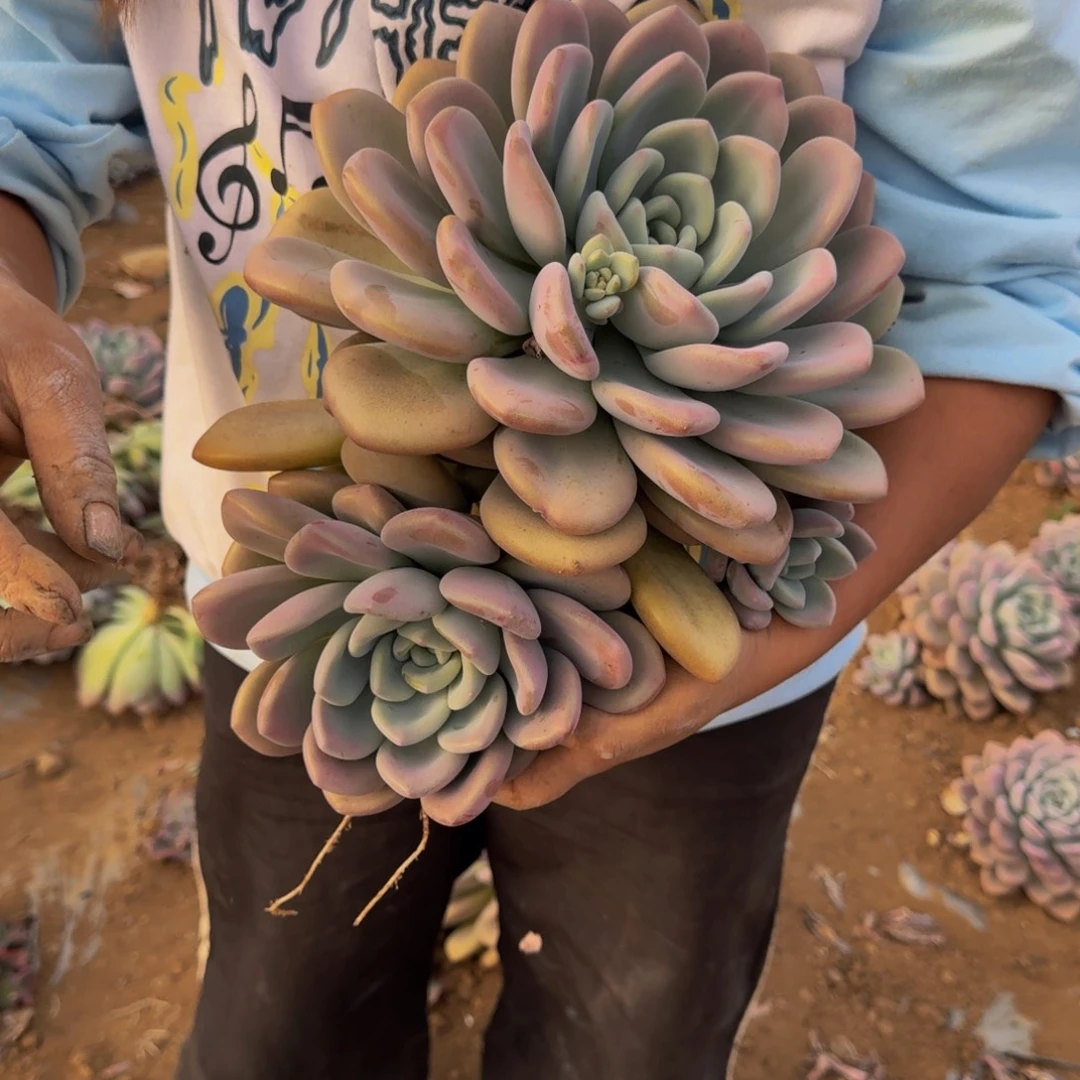 ****屋奥普 一颗 不包损8号