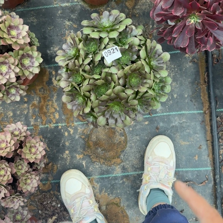 921荷兰清棚处理不包断枝