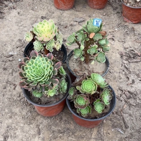 966多肉植物组合，