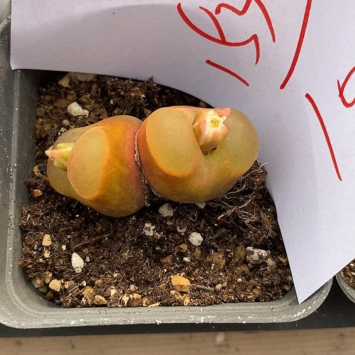 菲****1538一颗。