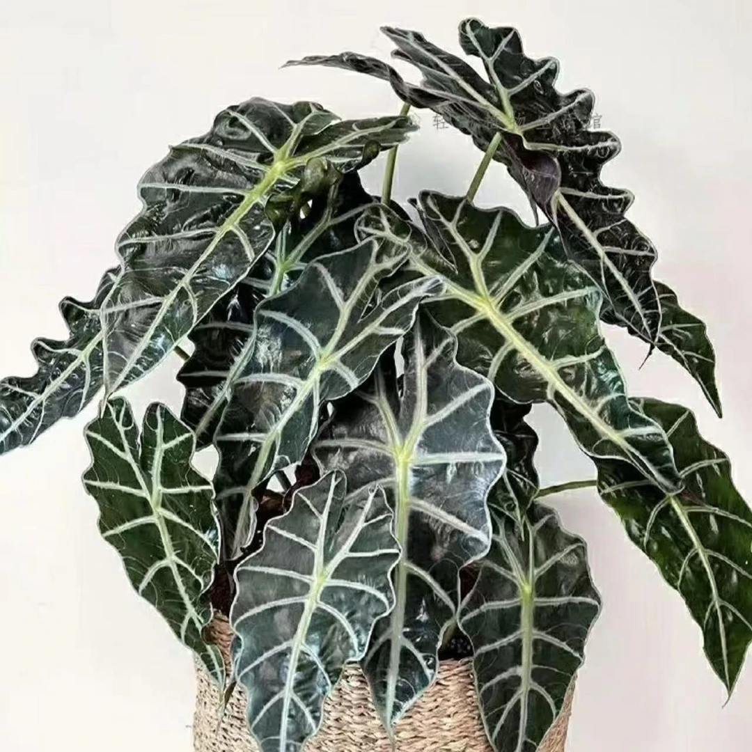 【大颗！！大仙女海芋】植物室内桌面盆栽防辐射耐阴净化空气