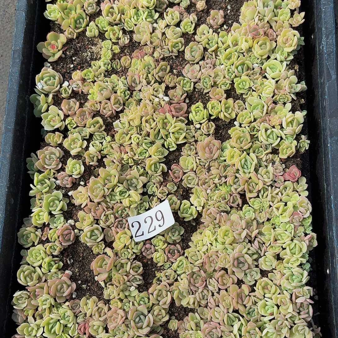 多肉植物多肉植物229