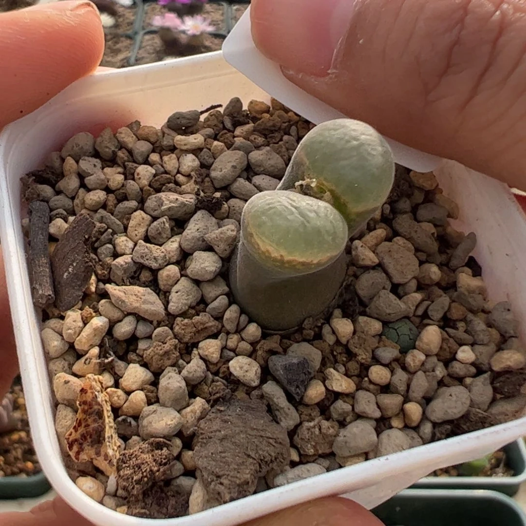 255 好看的多肉冲冲冲冲冲