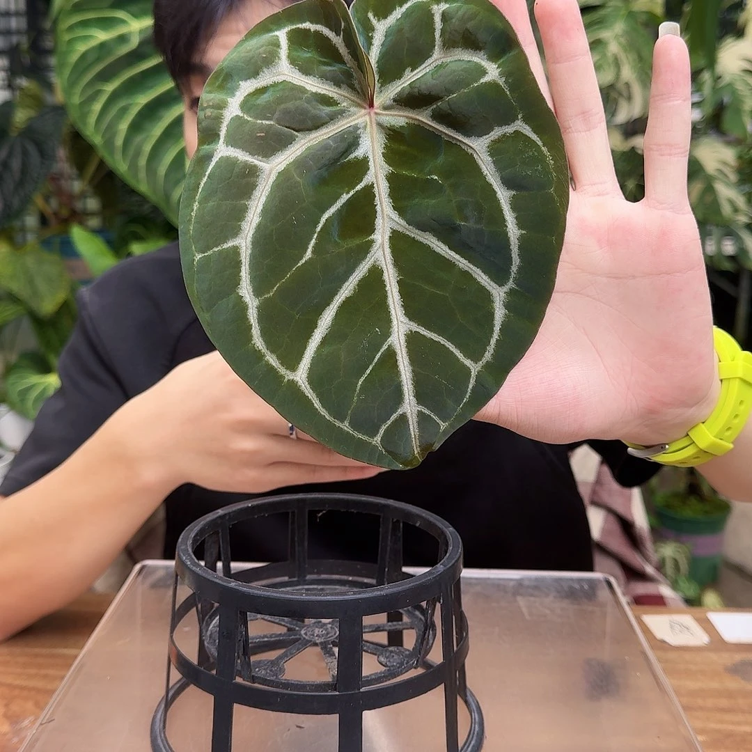 完全开放I183圆脸小钻石杂米歇尔