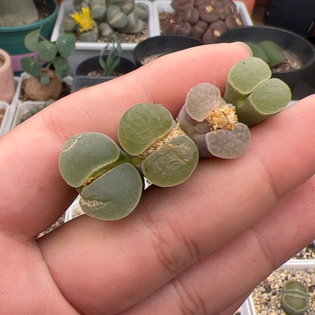 077号风铃 4颗多肉植物