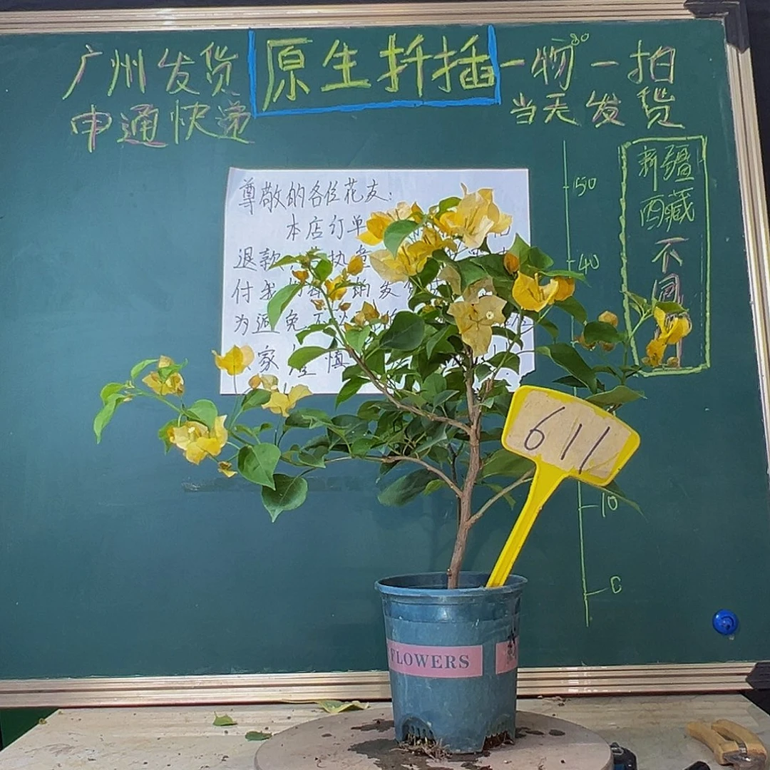 当前无花栽培后可以开花柠檬黄611
