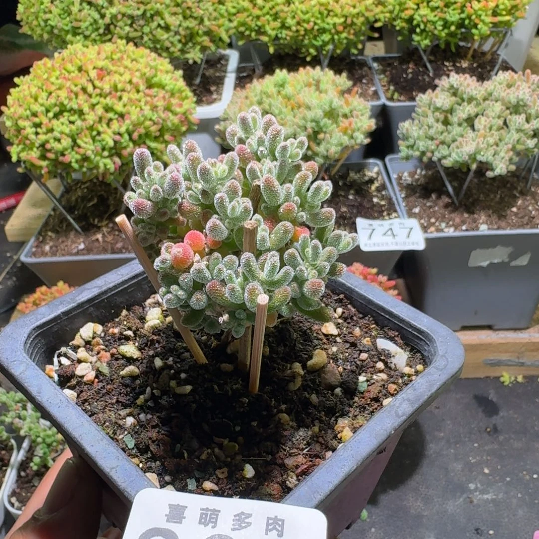 枝干番杏五彩冰晶801