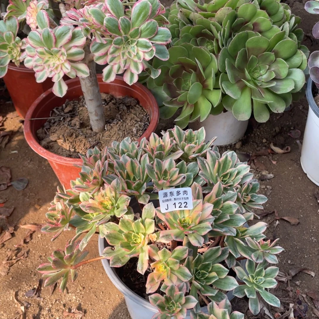 122甜茶多肉法师断枝不包