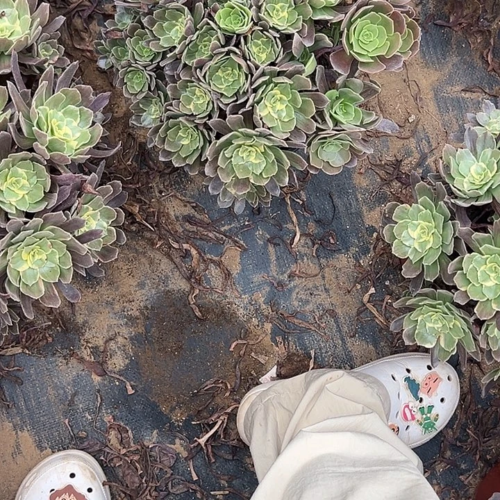 西***、9.6-75灰姑娘多肉植物1