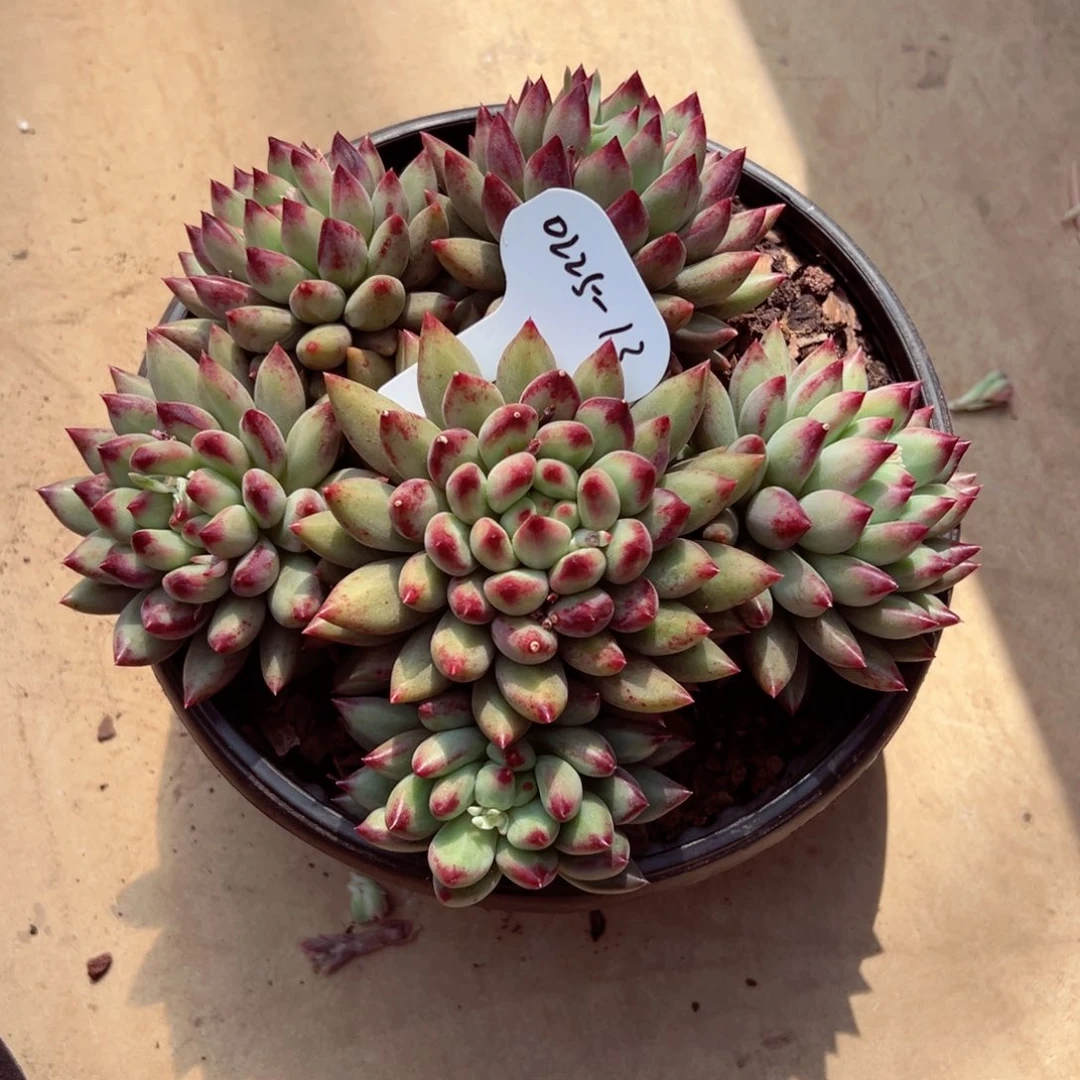 ?**糖0225-13韩系虞美人