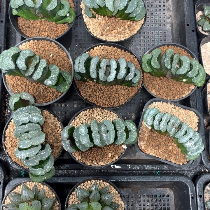 母本玉扇多肉植物
