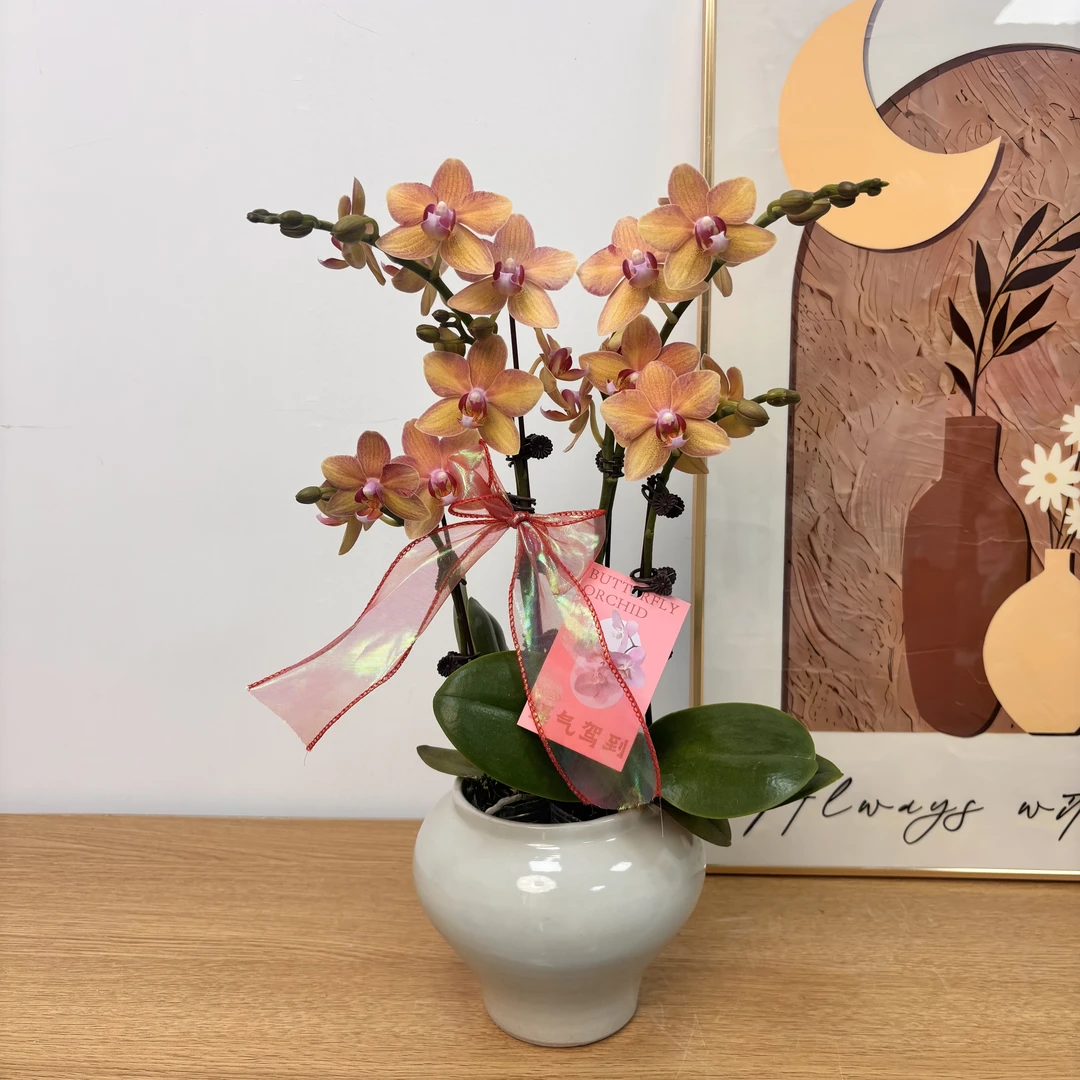 蝴蝶兰【锦鲤】带花带花苞带盆 好养耐养室内 鲜花高级