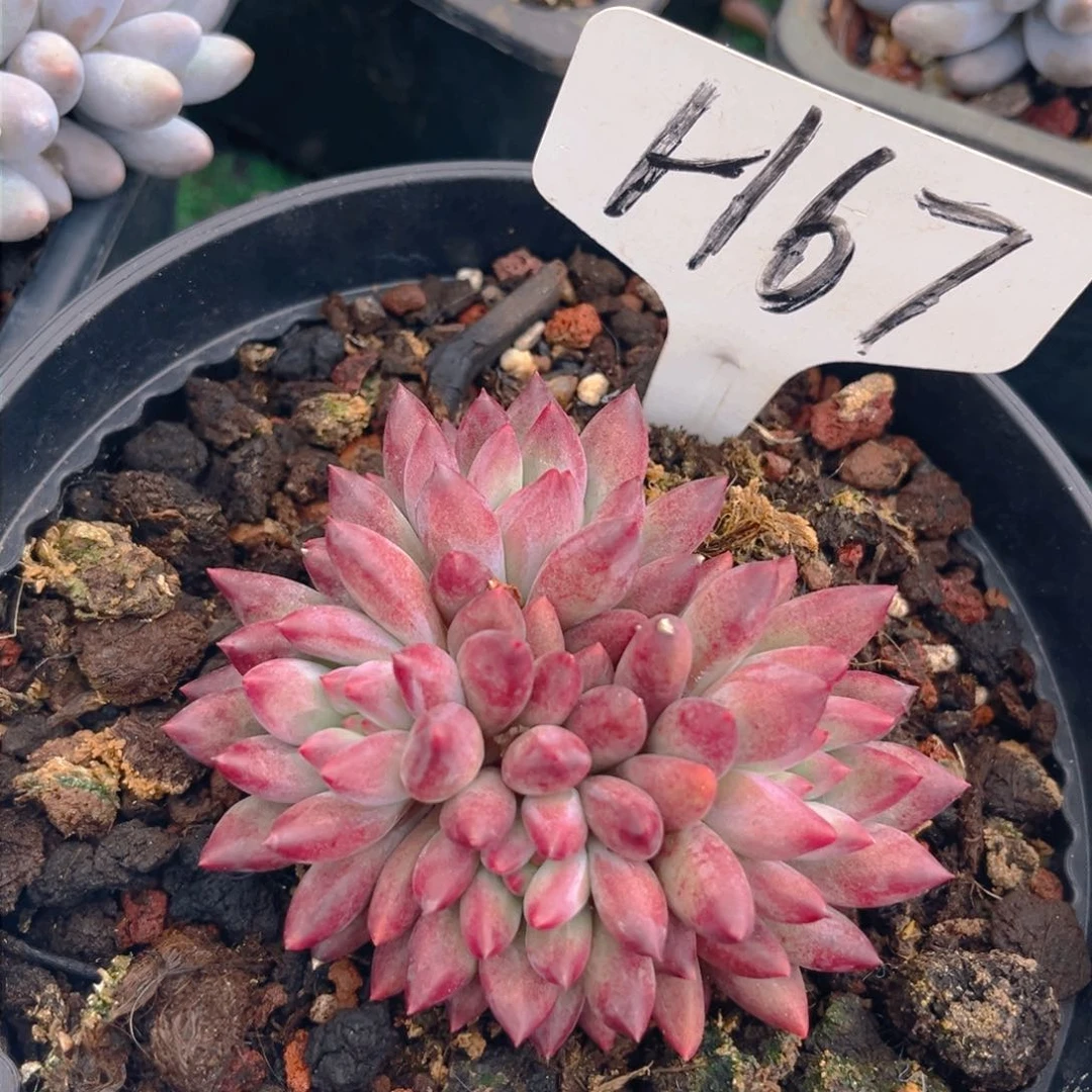 车厘子8888888tu t