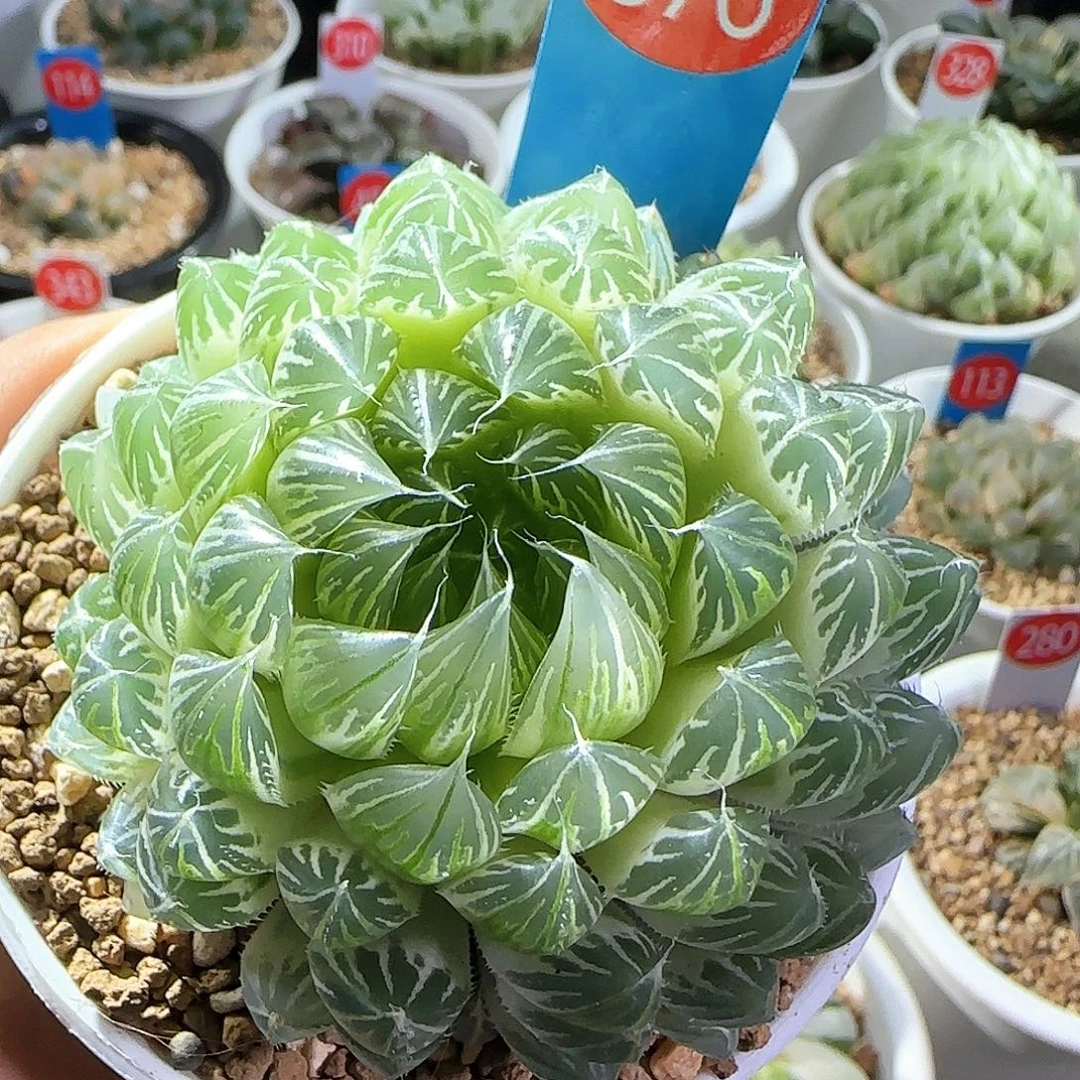 376号糊斑花蝴蝶一物一拍带盆土