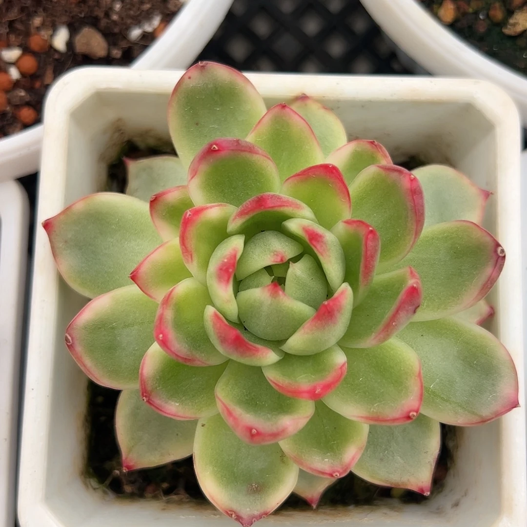 珍妮锦多肉植物锦