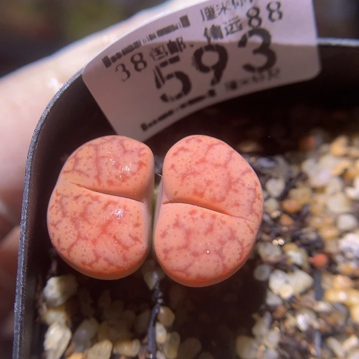 Zzz 精品生石花593