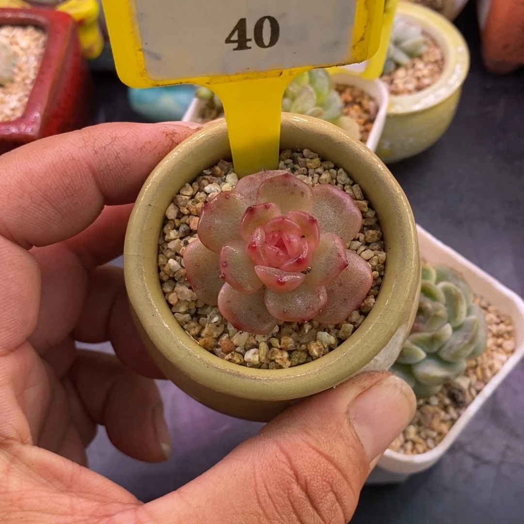 840白拉丝锦糖心……