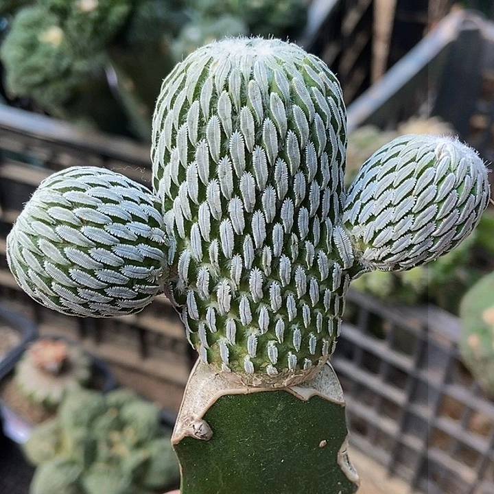 无花朵福利苗接精巧丸群946