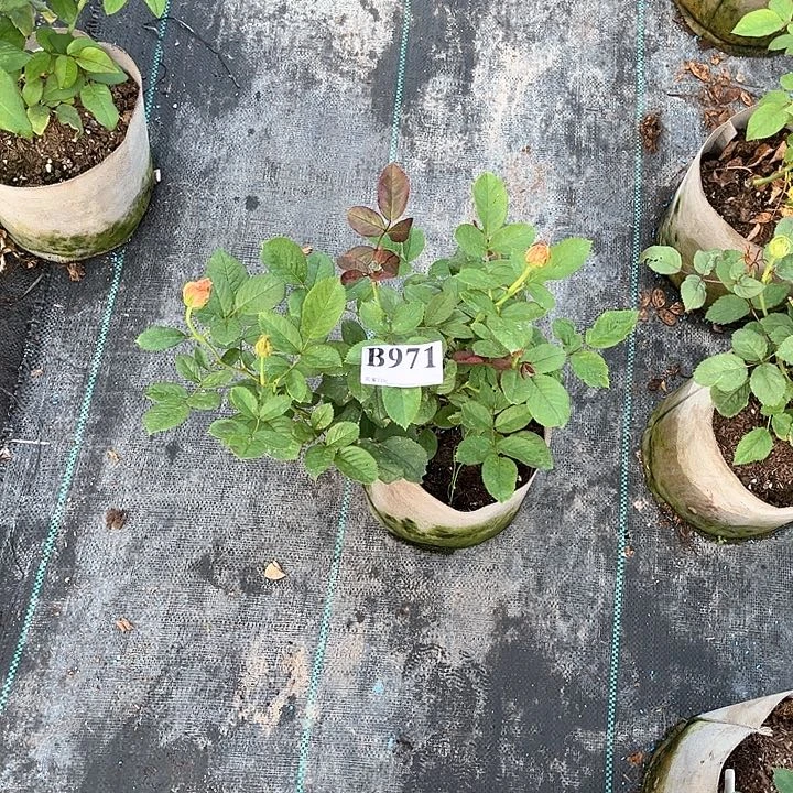 无花朵心肝宝贝971号