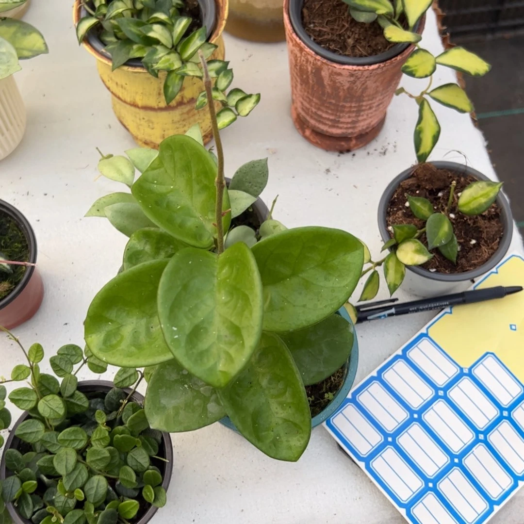 韩***S无花朵克林顿球兰