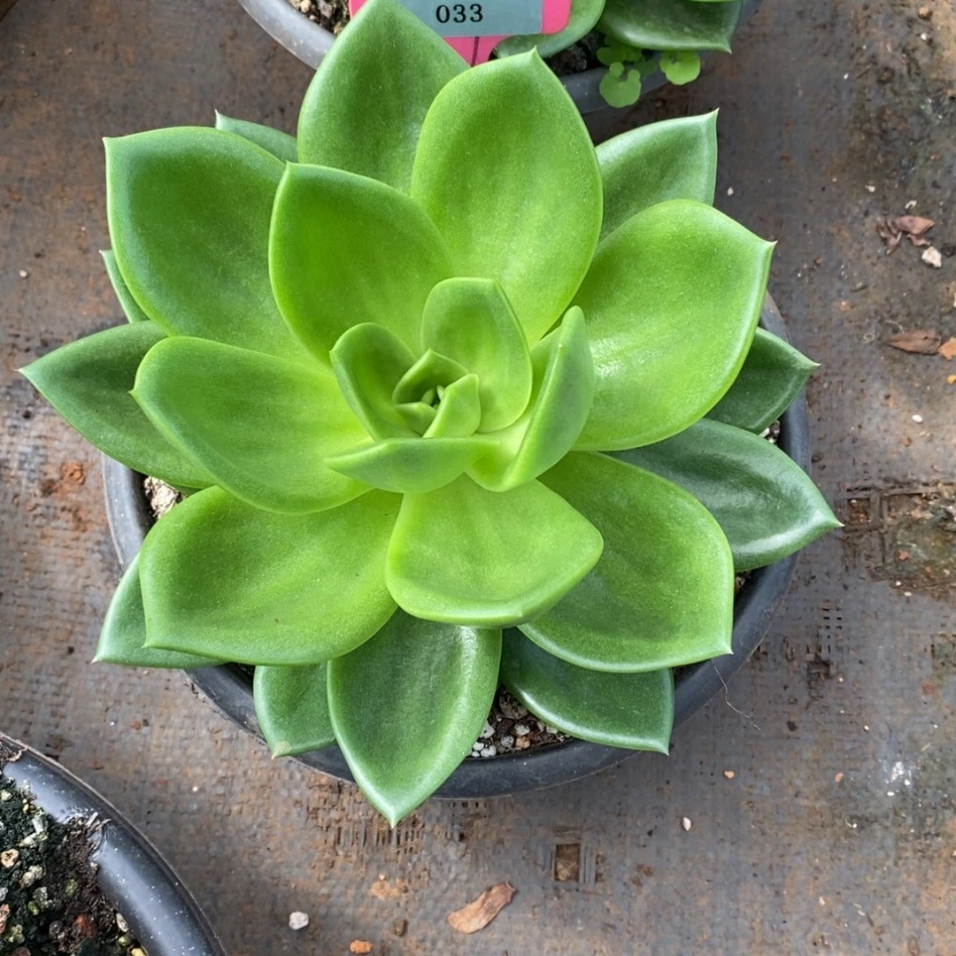 江***程x033-多肉植物 翠花