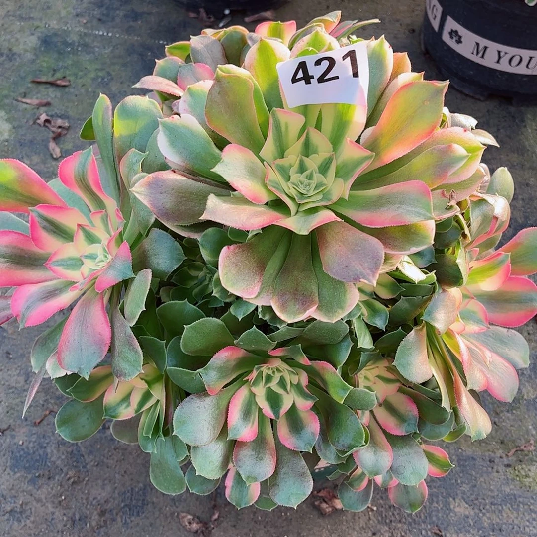 无花朵多肉植物421