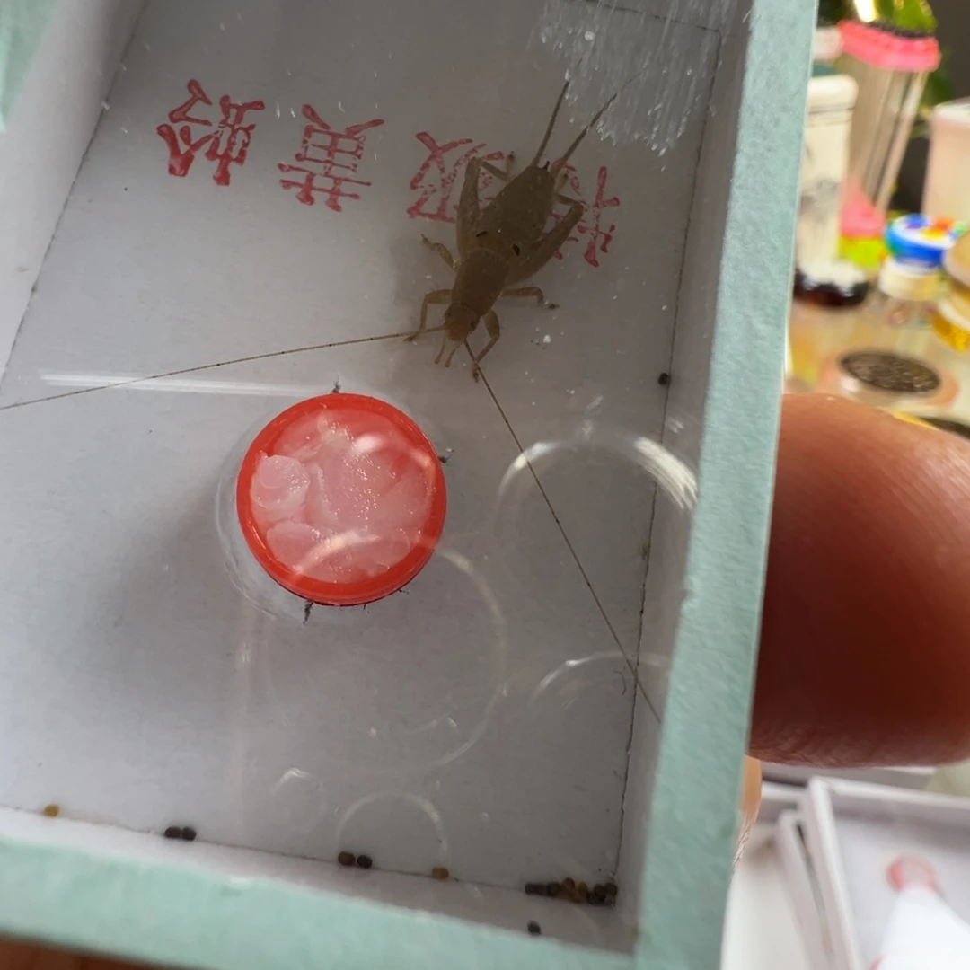 蟋蟀一只香槟仙子