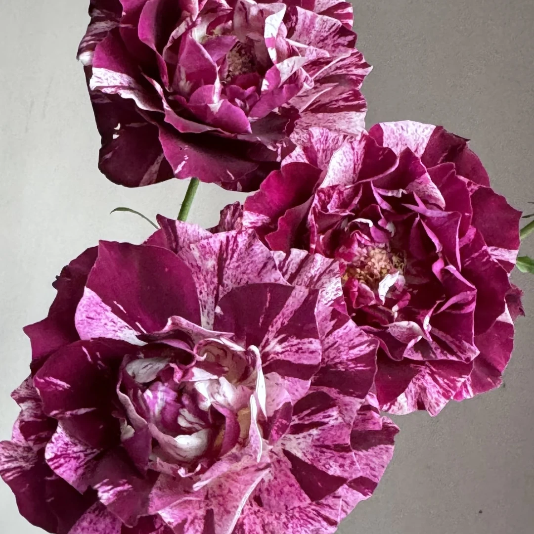 「嘤嘤怪鲜花」紫虎多头玫瑰云南直发顺丰包邮