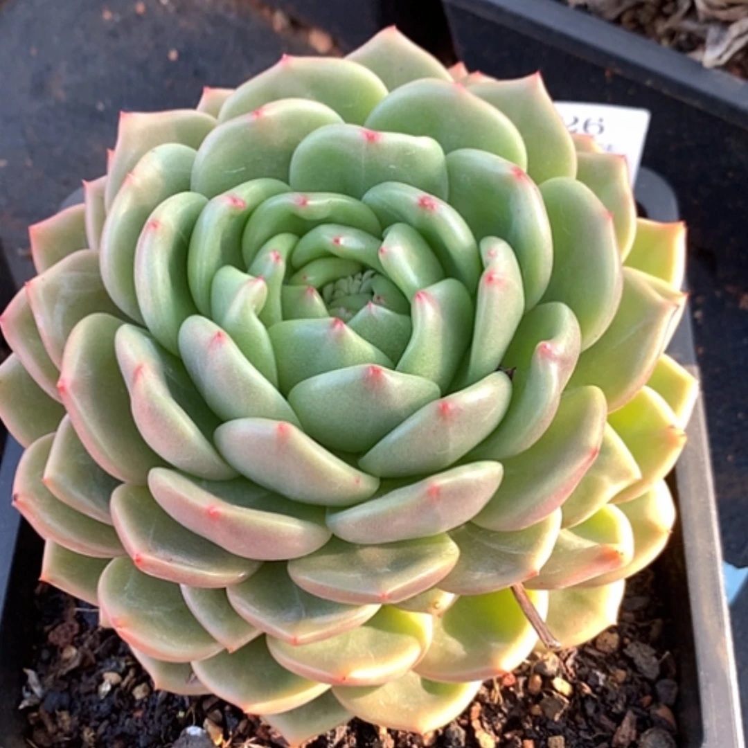 【闪购商品】云126号